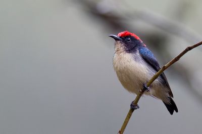 Scarlet-backed Flowerpecker - Roodrughoningvogel - Dice  dos rouge