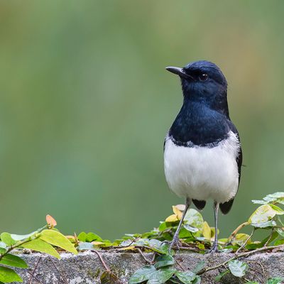 Oriental Magpie-Robin - Dayallijster - Shama dayal (m)