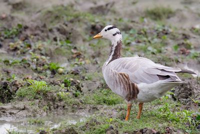 Bar-headed Goose - Indische Gans - Oie  tte barre