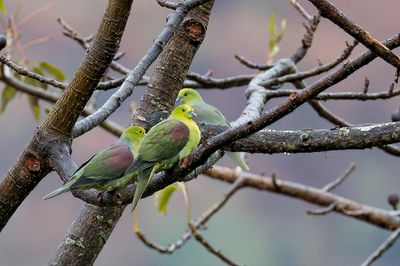 Wedge-tailed Green Pigeon - Wigstaartpapegaaiduif - Colombar chanteur