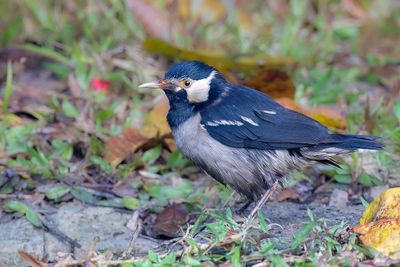 Indian Pied Myna - Eksterspreeuw - tourneau pie