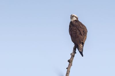 Osprey - Visarend - Balbuzard pcheur