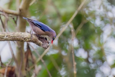 Velvet-fronted Nuthatch - Pluchekapboomklever - Sittelle veloute