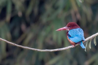 White-throated Kingfisher - Smyrnaijsvogel - Martin-chasseur de Smyrne