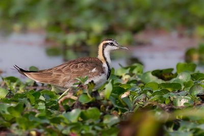 Pheasant-tailed Jacana - Waterfazant - Jacana  longue queue