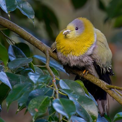Yellow-footed Green Pigeon - Geelpootpapegaaiduif - Colombar commandeur