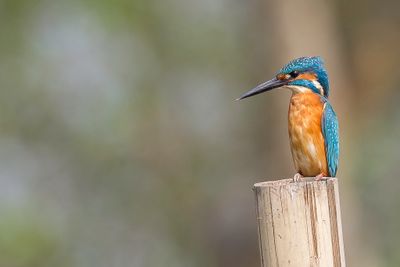 Common Kingfisher - IJsvogel - Martin-pcheur d'Europe