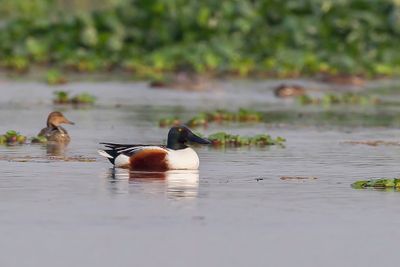 Northern Shoveler - Slobeend - Canard souchet (m)