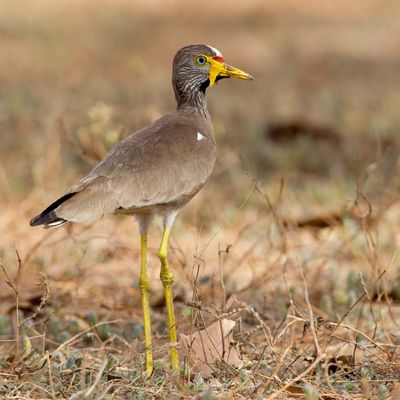 African Wattled Lapwing - Lelkievit - Vanneau du Sénégal