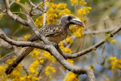 African Grey Hornbill - Grijze Tok - Calao à bec noir