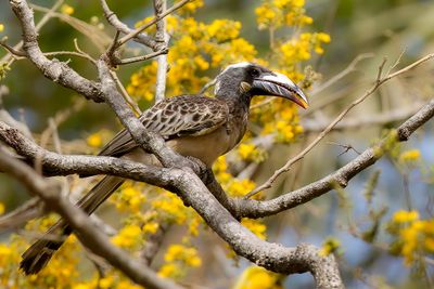 African Grey Hornbill - Grijze Tok - Calao  bec noir