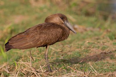 Hamerkop - Hamerkop - Ombrette africaine