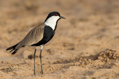Spur-winged Lapwing - Sporenkievit - Vanneau à éperons