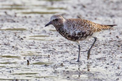 Grey Plover - Zilverplevier - Pluvier argenté