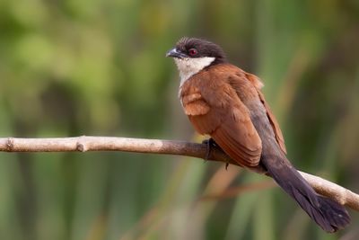 Senegal Coucal - Senegalese Spoorkoekoek - Coucal du Sénégal