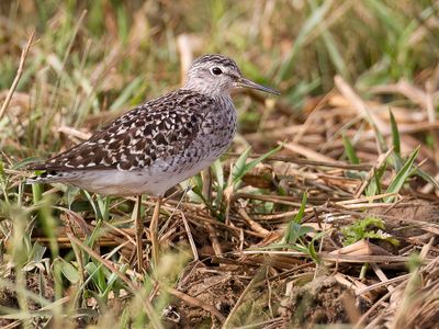 Wood Sandpiper - Bosruiter - Chevalier sylvain