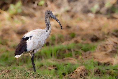 African Sacred Ibis - Heilige Ibis - Ibis sacré