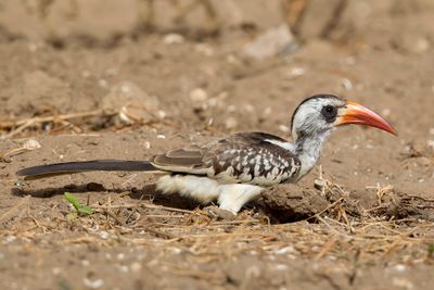 Western Red-billed Hornbill - Westelijke Roodsnaveltok - Calao occidental