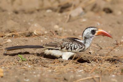 Western Red-billed Hornbill - Westelijke Roodsnaveltok - Calao occidental