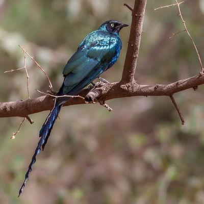 Long-tailed Glossy Starling - Groene Langstaartglansspreeuw - Choucador  longue queue