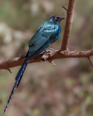 Long-tailed Glossy Starling - Groene Langstaartglansspreeuw - Choucador à longue queue