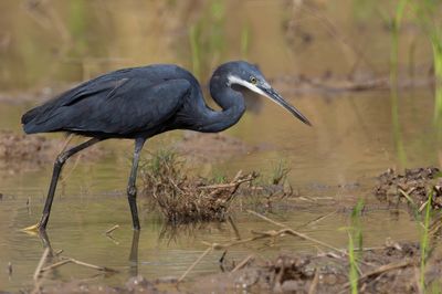 Western Reef Heron - Westelijke Rifreiger - Aigrette à gorge blanche
