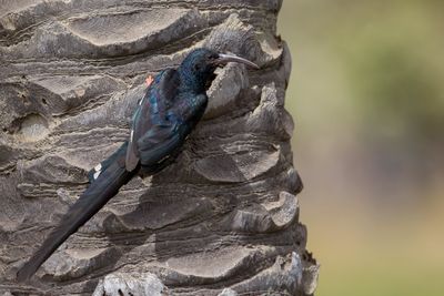 Green Wood Hoopoe - Groene Kakelaar - Irrisor moqueur