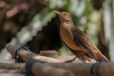 Clay-colored Thrush - Grays Lijster - Merle fauve
