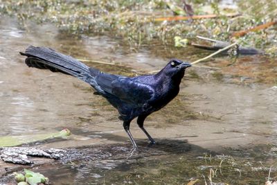 Great-tailed Grackle - Langstaarttroepiaal - Quiscale  longue queue (m)