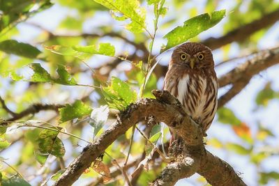 Ferruginous Pygmy Owl - Braziliaanse Dwerguil - Chevchette brune