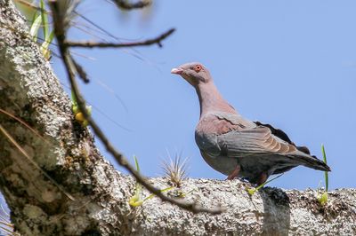 Red-billed Pigeon - Roodsnavelduif - Pigeon  bec rouge