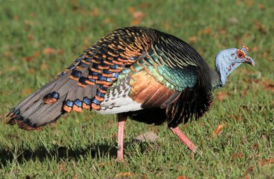 Ocellated Turkey - Pauwkalkoen - Dindon ocell