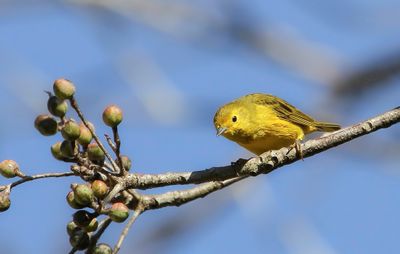 Mangrove Warbler - Mangrovezanger - Paruline des mangroves