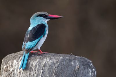 Blue-breasted Kingfisher - Teugelijsvogel - Martin-chasseur à poitrine bleue