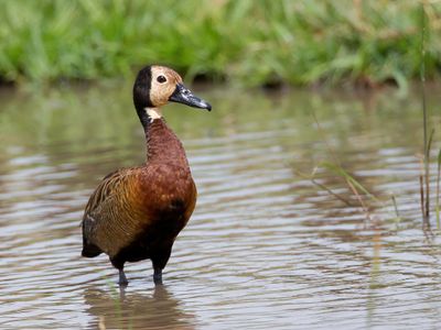 White-faced Whistling Duck - Witwangfluiteend - Dendrocygne veuf