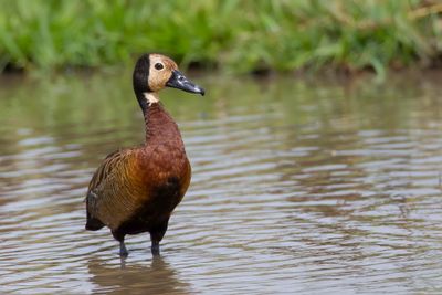 White-faced Whistling Duck - Witwangfluiteend - Dendrocygne veuf