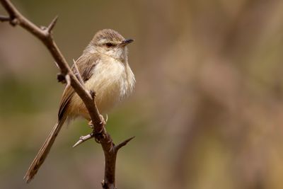 Tawny-flanked Prinia - Roestflankprinia - Prinia modeste