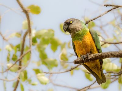 Senegal Parrot - Bonte Boertje - Perroquet youyou