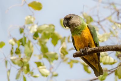 Senegal Parrot - Bonte Boertje - Perroquet youyou