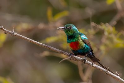 Beautiful Sunbird - Feeënhoningzuiger - Souimanga à longue queue (m)