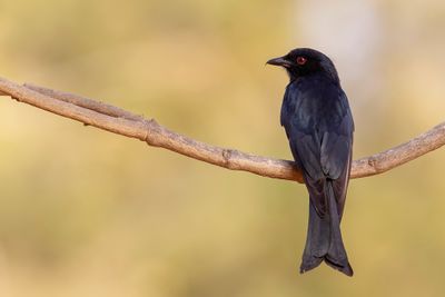 Fork-tailed Drongo - Treurdrongo - Drongo brillant