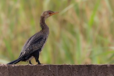 Reed Cormorant - Afrikaanse Dwergaalscholver - Cormoran africain