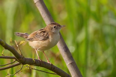 Zitting Cisticola - Graszanger - Cisticole des joncs