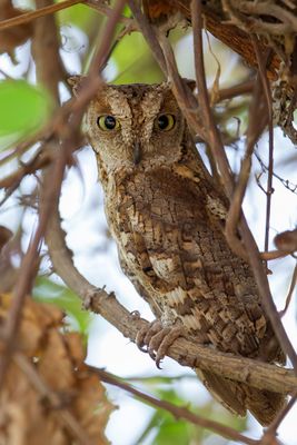 African Scops Owl - Afrikaanse Dwergooruil - Petit-duc africain