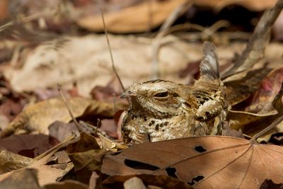 Long-tailed Nightjar - Langstaartnachtzwaluw - Engoulevent  longue queue