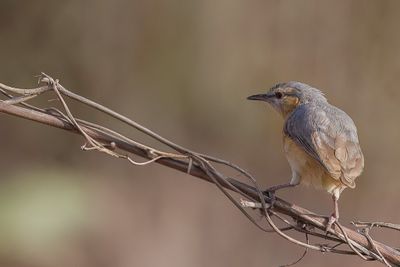 Northern Crombec - Senegalese Krombek - Crombec sittelle
