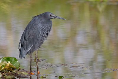 Black Heron - Zwarte Reiger - Aigrette ardoisée