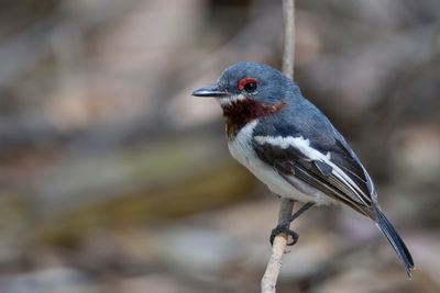 Brown-throated Wattle-eye - Bruinkeellelvliegenvanger - Pririt à collier (f)
