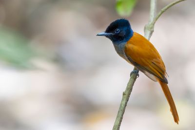 African Paradise Flycatcher - Afrikaanse Paradijsmonarch - Tchitrec d'Afrique (f)