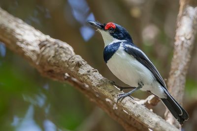 Brown-throated Wattle-eye - Bruinkeellelvliegenvanger - Pririt à collier (m)